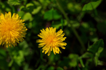 Yellow dandelions. Bright dandelion flowers