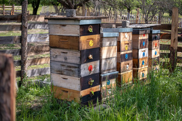 Beehives outdoors in nature