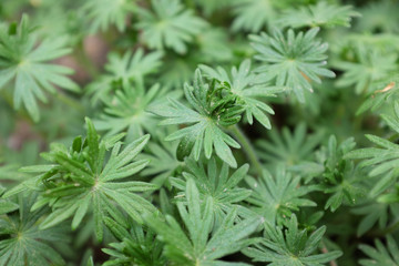 Geranium sanguineum (Vision Violet), 2020