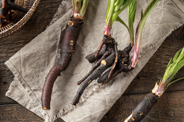 Fresh comfrey root with young leaves - obrazy, fototapety, plakaty