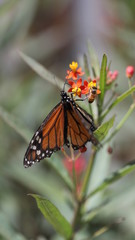 monarch butterfly on a flower