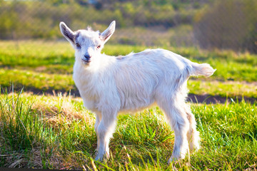 Close-up, portrait of an animal, little goat, outdoors. Grazing in a green meadow. cloven-footedl livestock