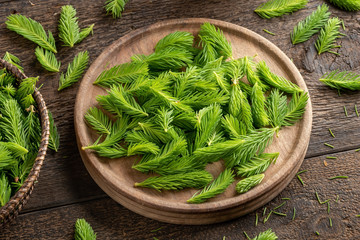 Young spruce tips collected to prepare spruce syrup