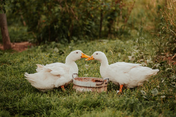 Two gooses sharing love and water at a countryside farm