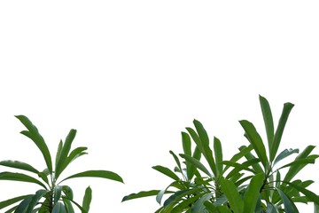 Tropical tree leaves with branches on white isolated background for green foliage backdrop and copy space 