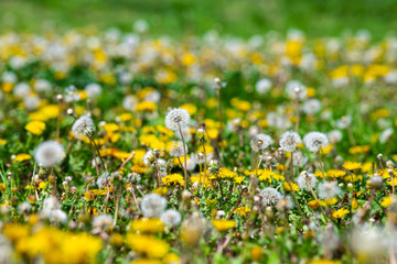 dandelion on a green meadow