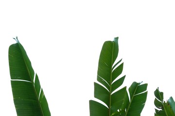 Tearing banana leaves on white isolated background for green foliage backdrop 