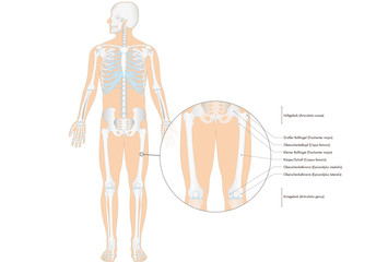 Anatomie - menschliches Skelett - Oberschenkel (deutsche Beschriftung)