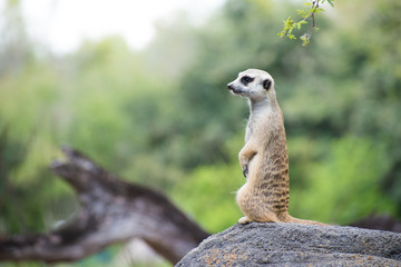 meerkat on the lookout