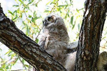 Great Horned Owl Young 2