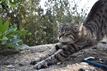 cat on the rock