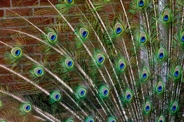 A blue and green iridescend, chatoyand peacock with beautiful feathers and peacock eyes