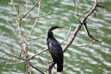aves