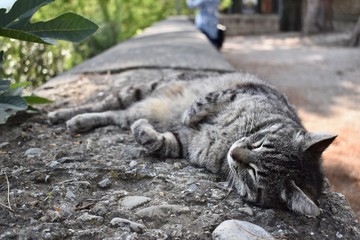 cat laying down outside