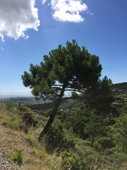 Obraz premium tree in the mountains