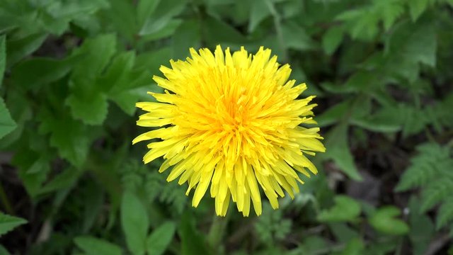 Bright yellow Dandelion flower (Taraxacum officinale).
