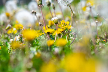 dandelion on a green meadow