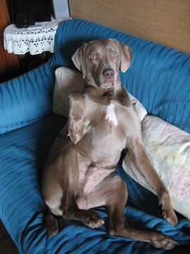 cane weimaraner