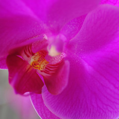 Orchid Flower Close-Up