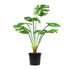 Decorative artificial monstera tree in pot isolated on white