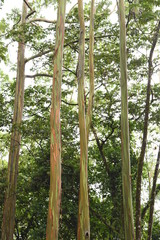 Fototapeta premium naturaleza