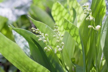 Green background with spring lilies of the valley.