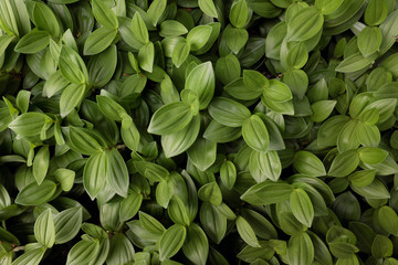 Obraz premium Hosta hybr. (Ice and Cream), 2020