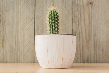 Small potted cereus cactus on wooden background. Domestic gardening, rustic style.