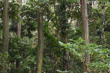 naturaleza