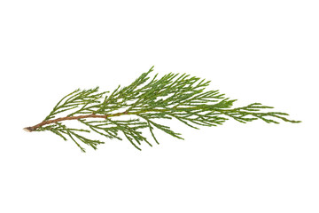 juniper branches on a white background, isolated.