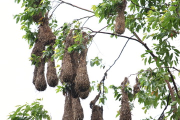 naturaleza