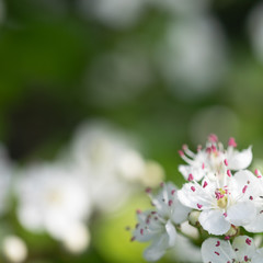 Spring white flowers of hawthorn on a green background. Bokeh. Selective focus
