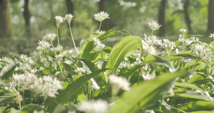 L'ail des ours en fleur 