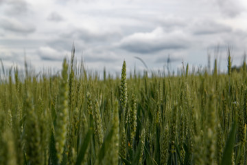 green wheat field