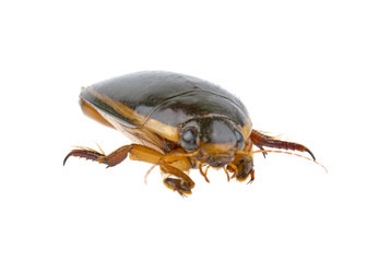 Great diving beetle, Dytiscus marginalis isolated on white background