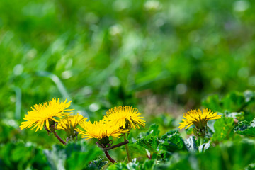 dandelion on a green meadow