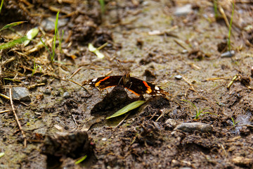 butterfly on a black background