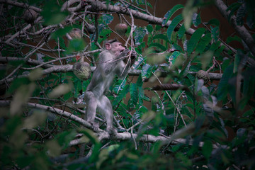 cut monkey biting the fruit