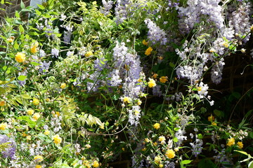 wild flowers in the garden