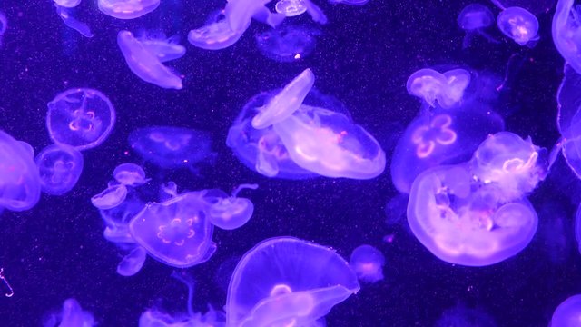 Shiny vibrant fluorescent jellyfish glow underwater, dark neon dynamic pulsating ultraviolet blurred background. Fantasy hypnotic mystic pcychedelic dance. Vivid phosphorescent cosmic medusa dancing.