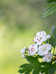 Spring white flowers of hawthorn on a green background. Selective focus. Bokeh