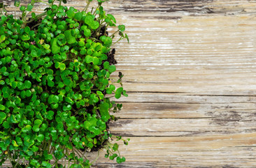Growing microgreen home, vintage wooden background.