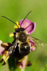 Wild bee Eucera nigrilabris overview pollinating a wookcock orchid