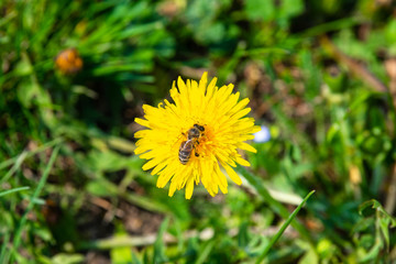 dandelion on a green meadow