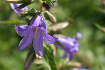 purple iris flower
