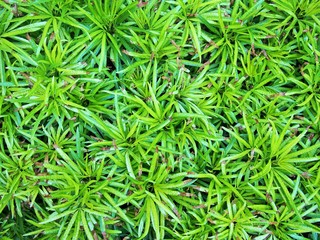 banyan tree field in Thailand