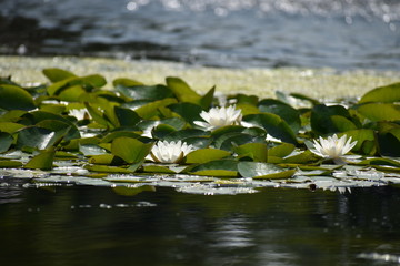 white water lilies