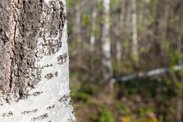 Close-up of a national birch tree trunk with a porous bark against a background of deciduous Russian green forest. Desktop wallpaper.