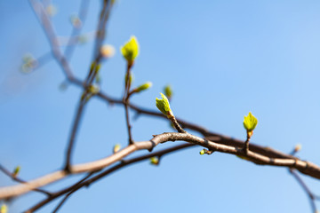 A close-up of a brown vine of a raspberry bush with blooming buds and sprouting green bright jagged leaves against a clear blue sky. Spring awakening of nature.