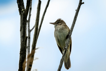 Singing bird - a large warbler sits on a thin branch of reed. Cute little brown loud secretive songbird. Bird in the wild.